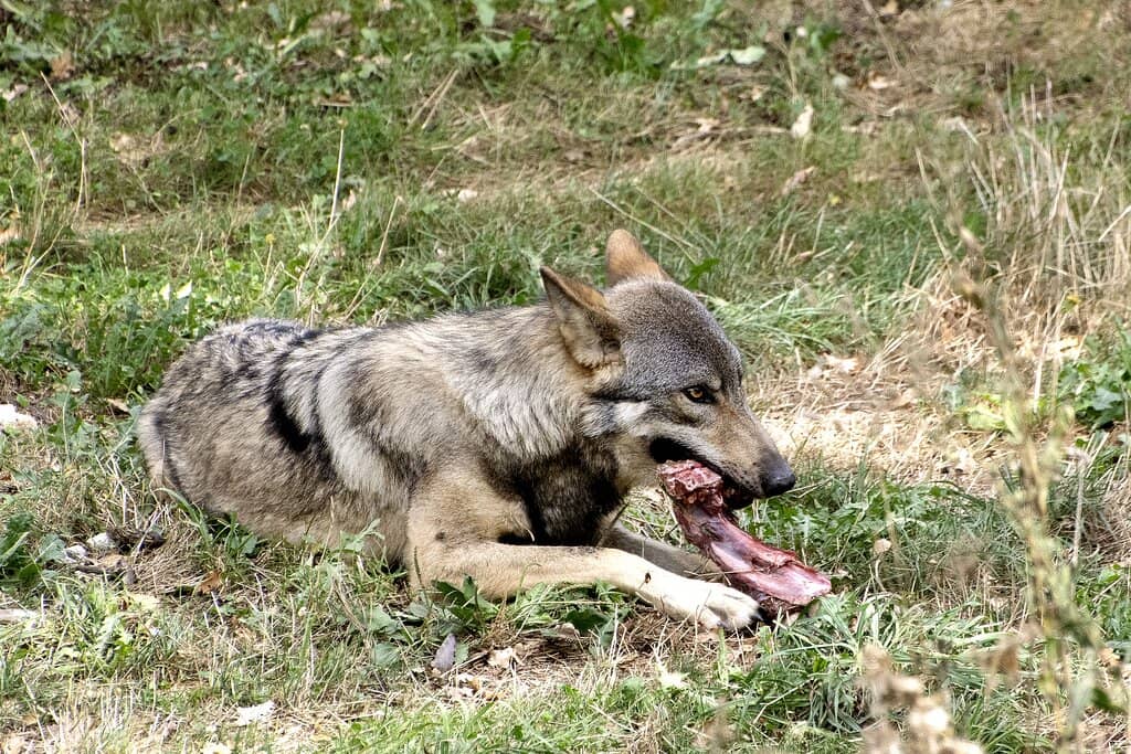 3D Animations & Prehistoric Life