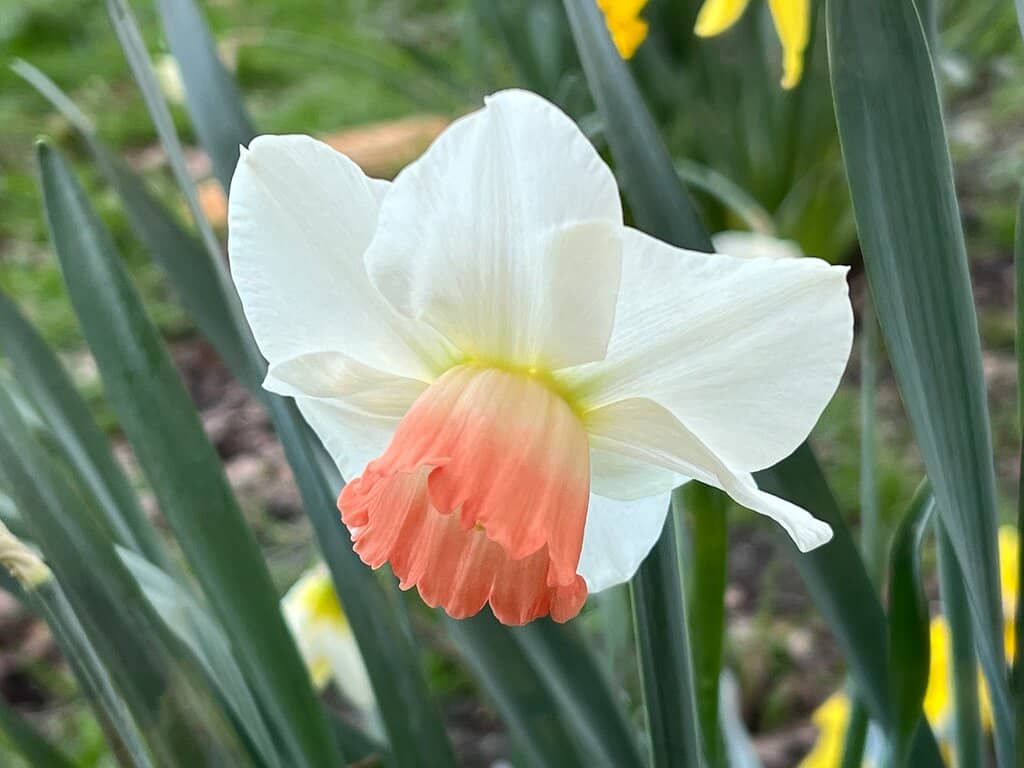 The Walled Garden