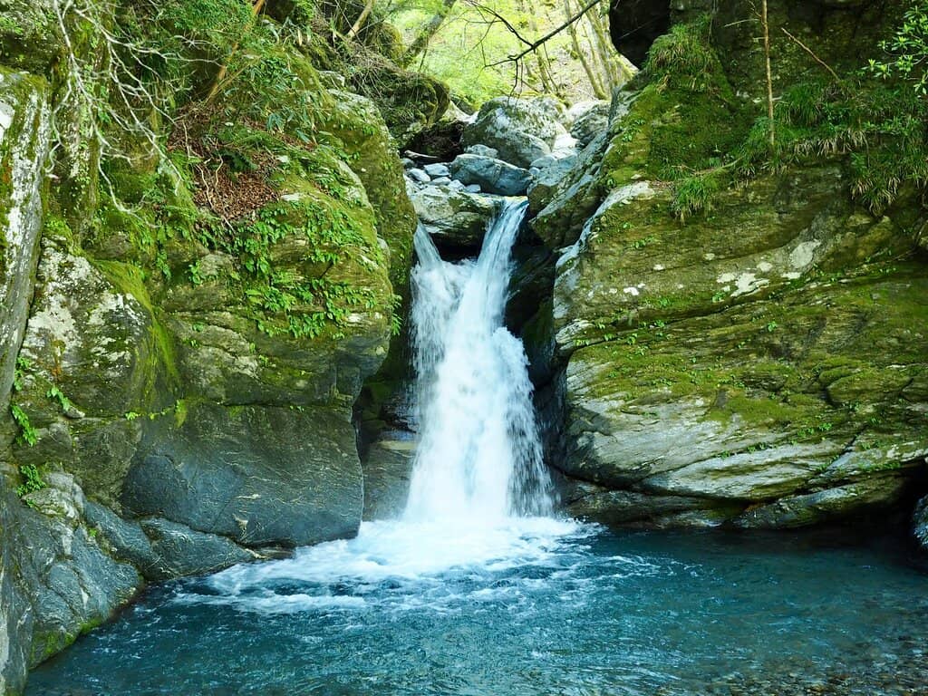 Enchanting Forest Setting