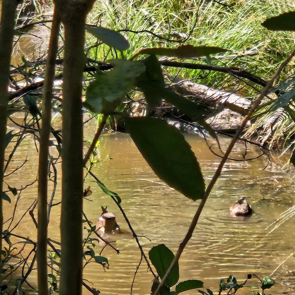 Ecology Trail