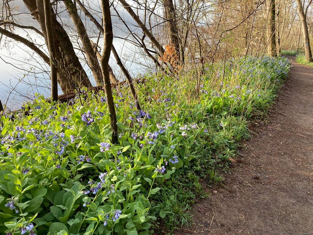 Potomac River Trail