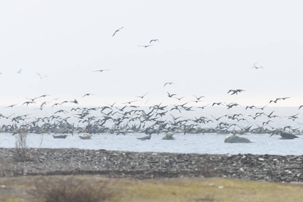 Birdwatching at Ottenby