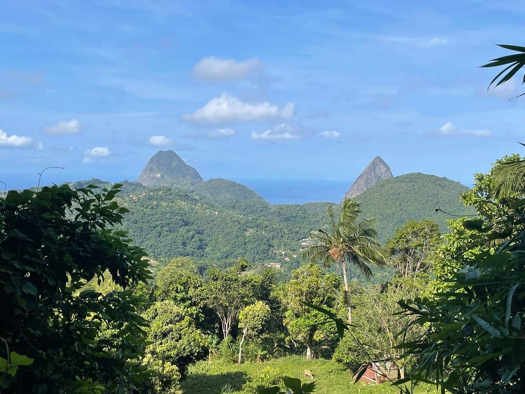 Lush Tropical Rainforest