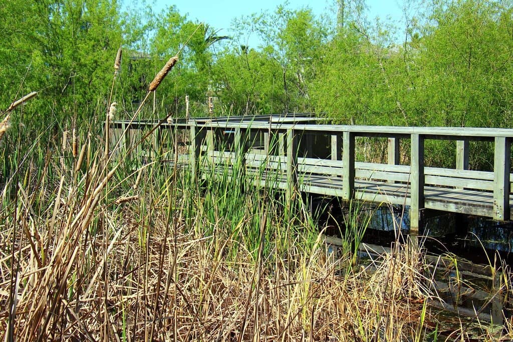 Community Bird Log