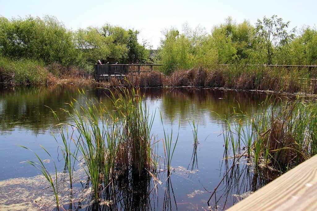 Wildlife Observation