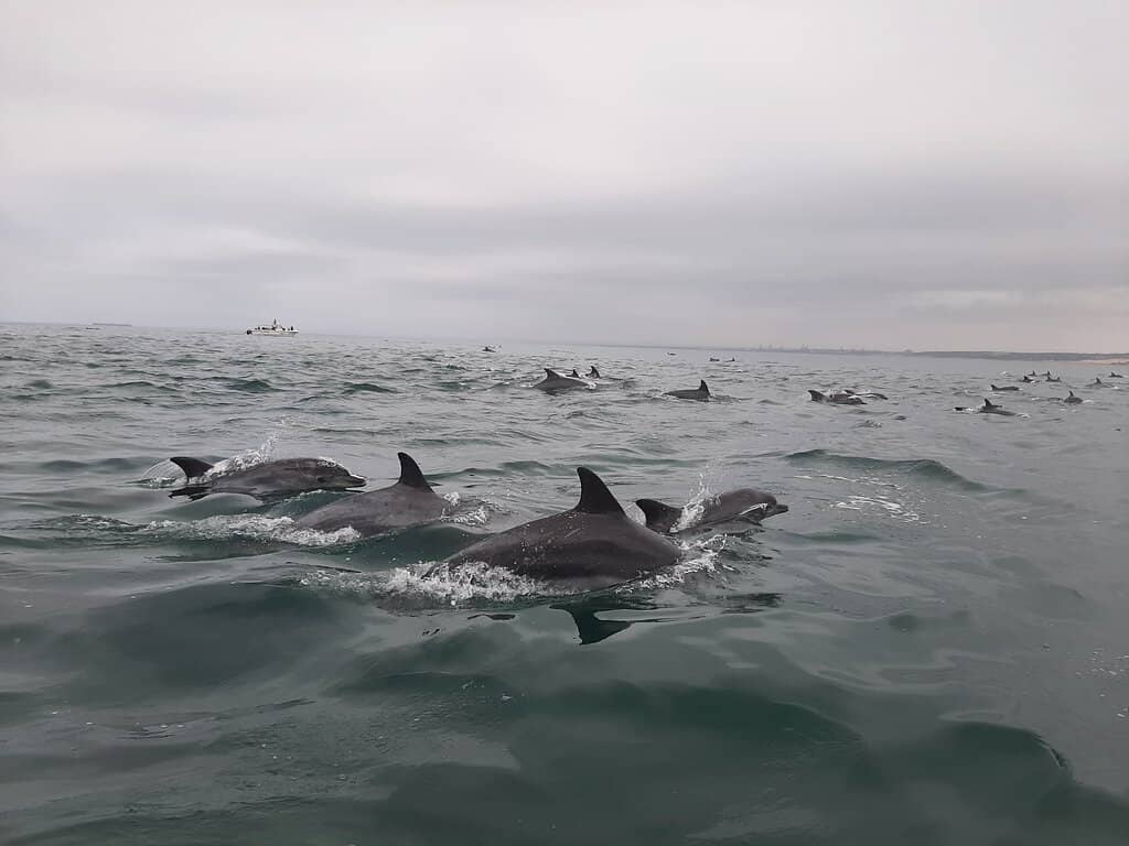 Expert Marine Education