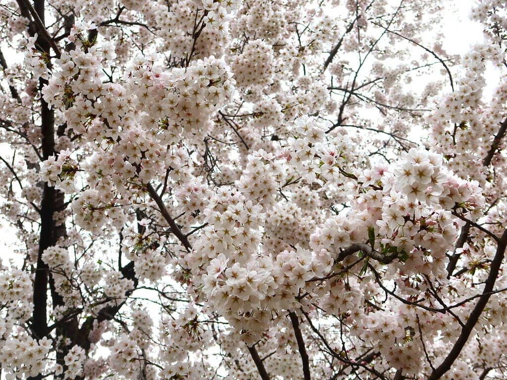 Octagonal Pavilion Viewpoint