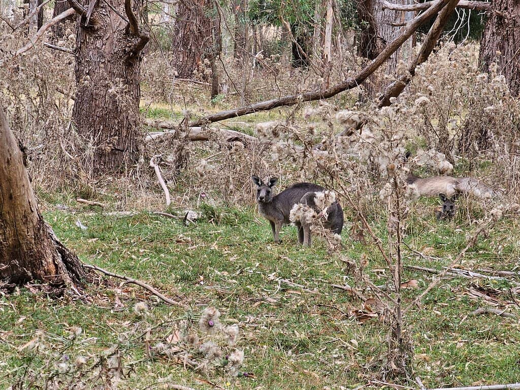 Wildlife Spotting