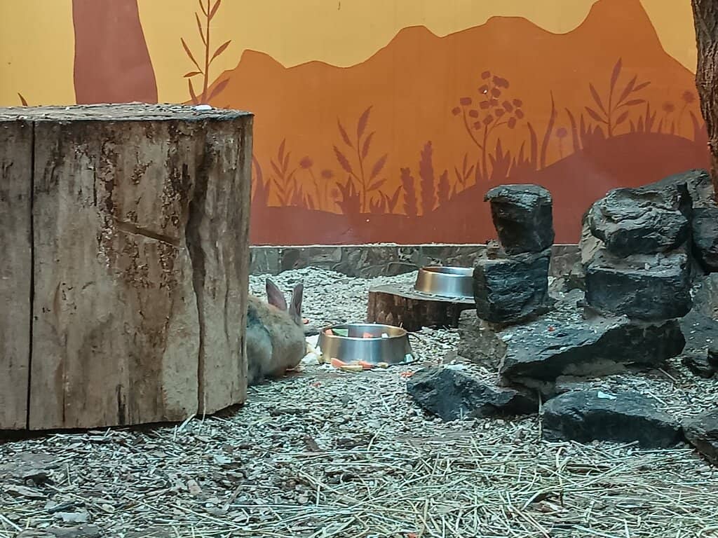 Kid-Friendly Play Areas