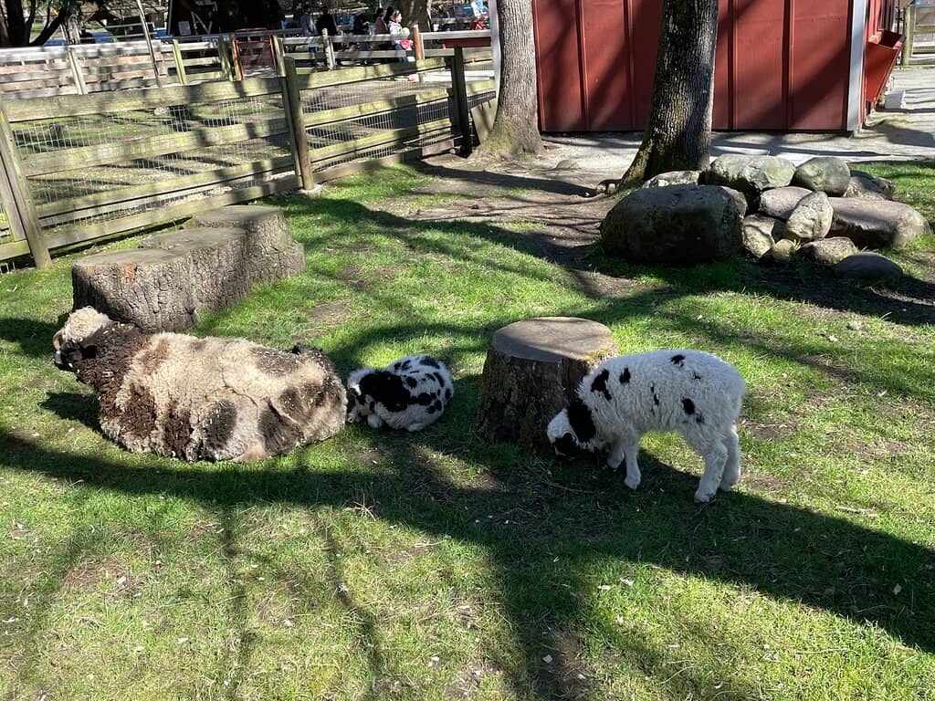 Goat Stampede