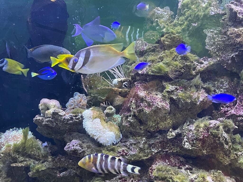 Colorful Fish Tanks