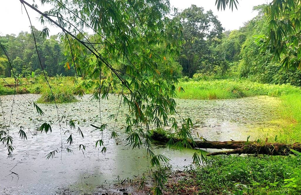 Bike and Tricycle Rentals