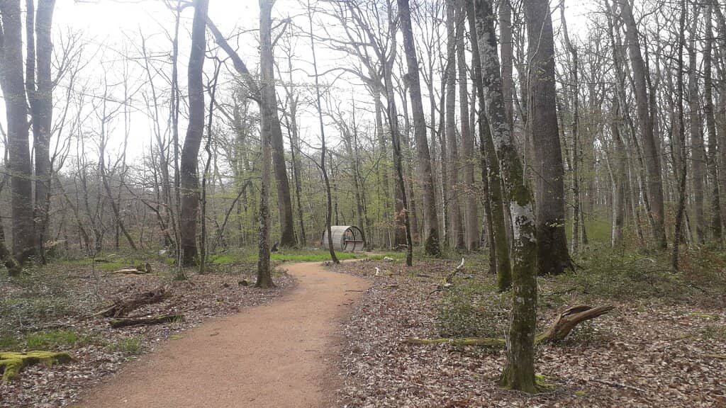 Forest Trails