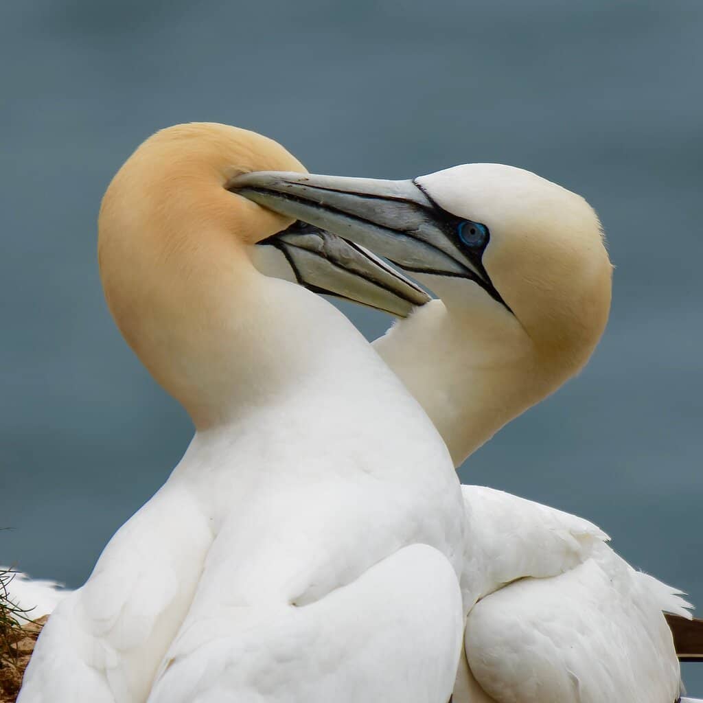 Razorbill & Guillemot Colonies