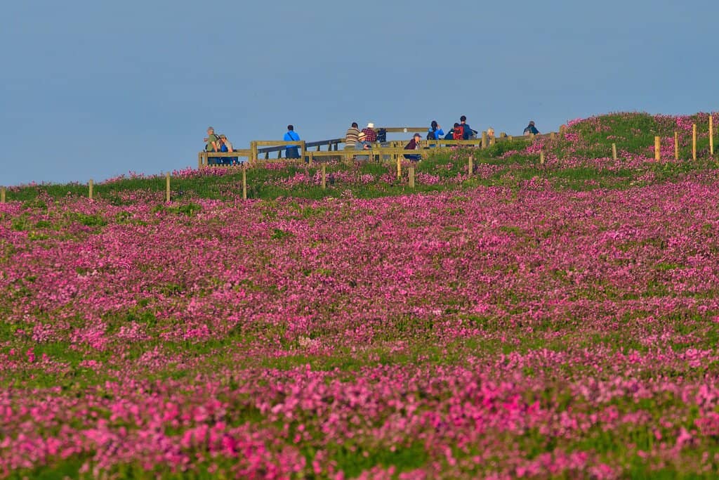 Puffin Paradise