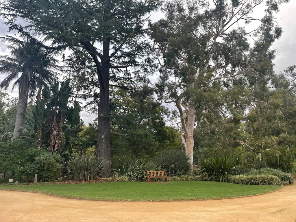 The Bunya Pine