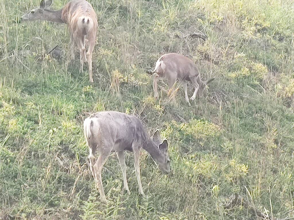 Lamar Valley Wildlife Safari
