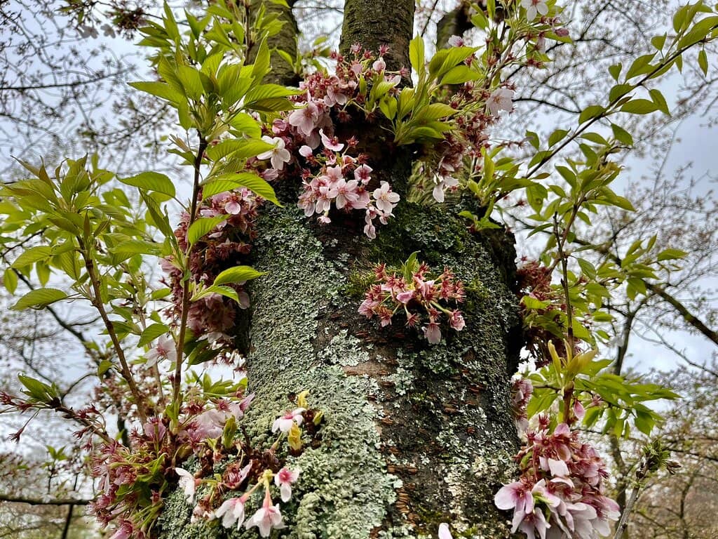 Picnic Under the Blossoms