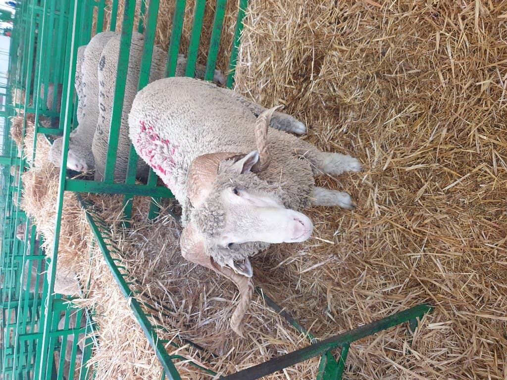 Livestock and Animal Displays