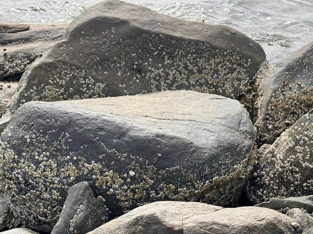 Rocky Coastal Beach