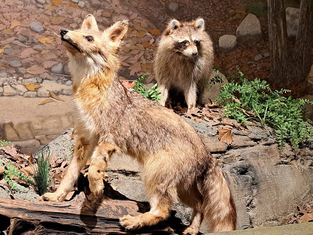 Dam Construction Video