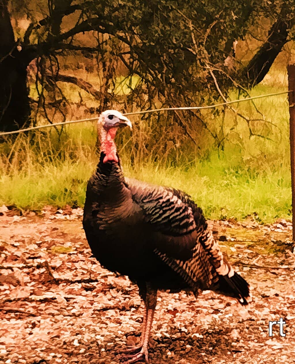 Effie Yeaw Nature Center