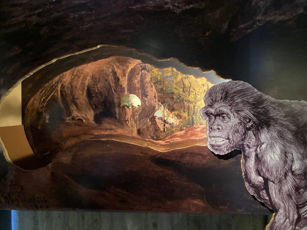 Neanderthal Focus