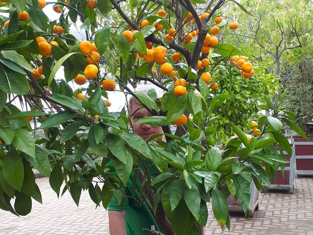 Medicinal & Apothecary Garden