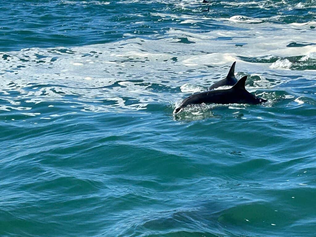 Penguin & Seal Encounters