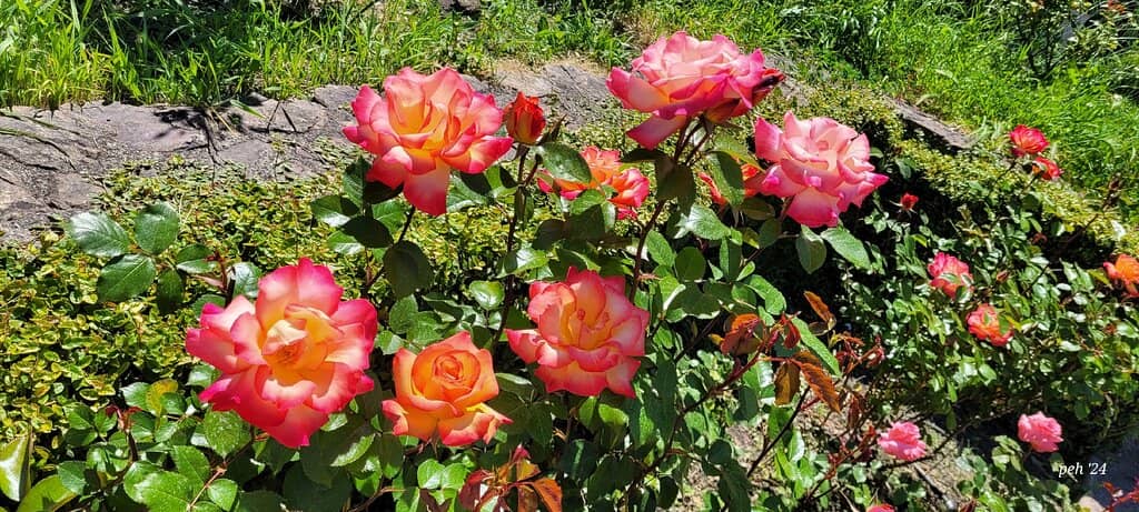 Winding Walkways & Fountains