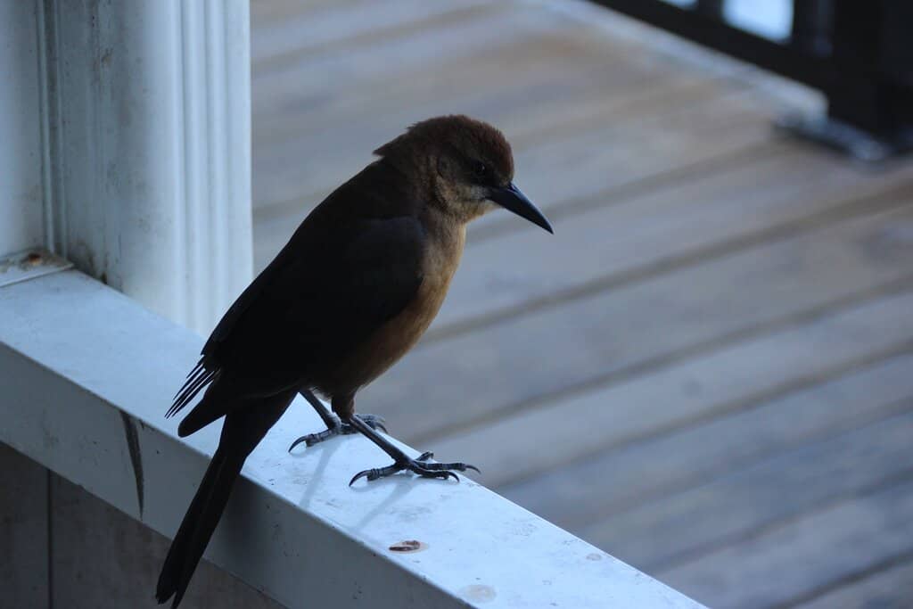 Authentic Greek Cuisine