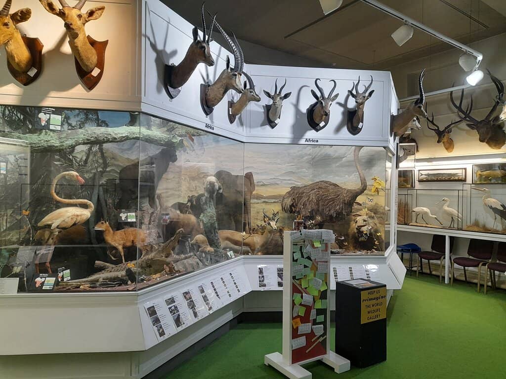 The Grand Taxidermy Collection