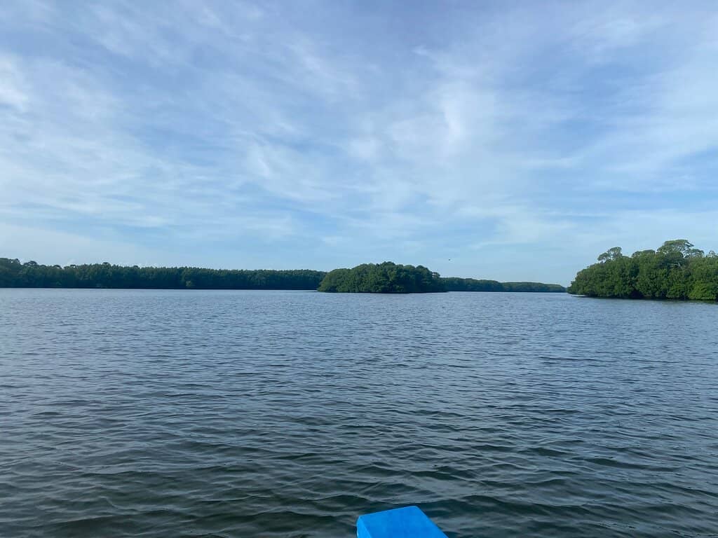 Mangrove Ecosystem