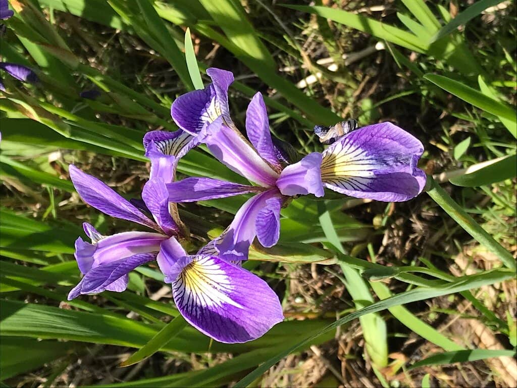 Saté by Charley Food Stand