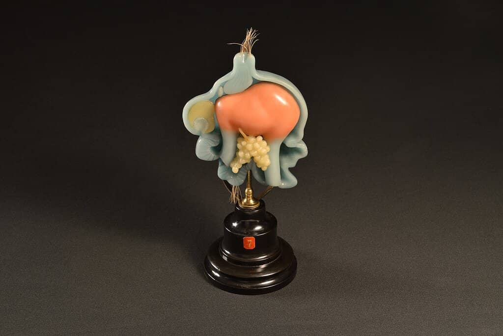 Engaging Planetarium Shows