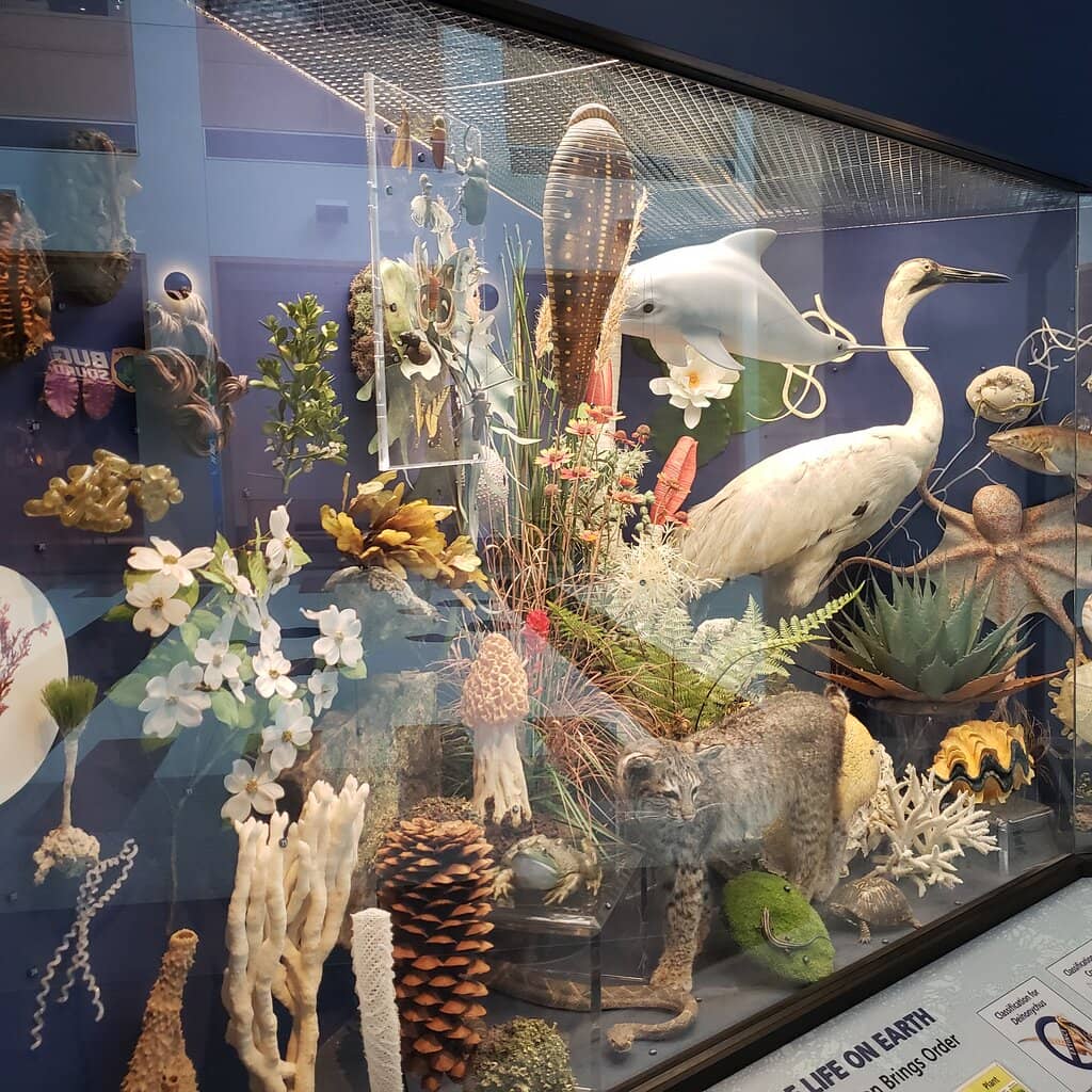 Megalodon Exhibit