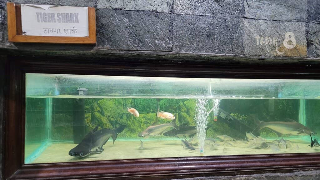 Freshwater Aquarium