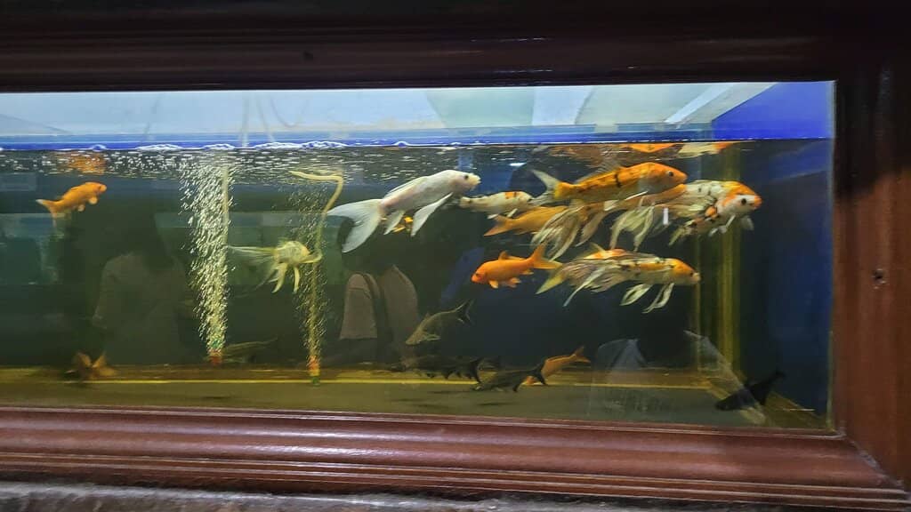 Tree-Shaded Pathways