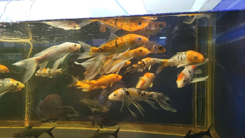 Children's Play Areas