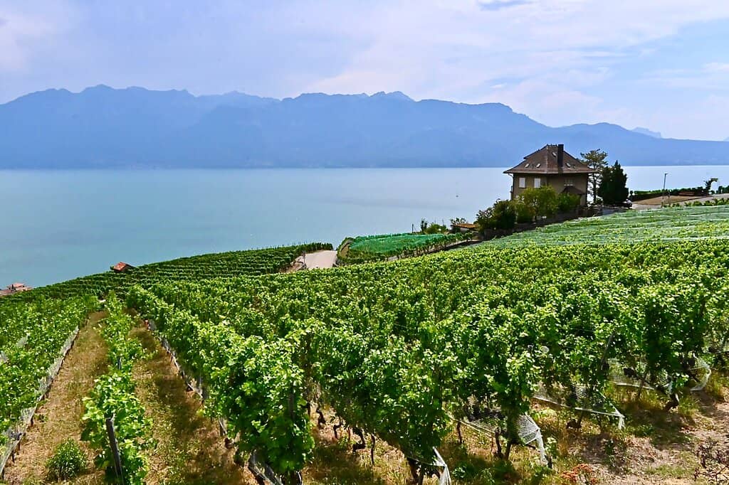 Wine Tasting Experience
