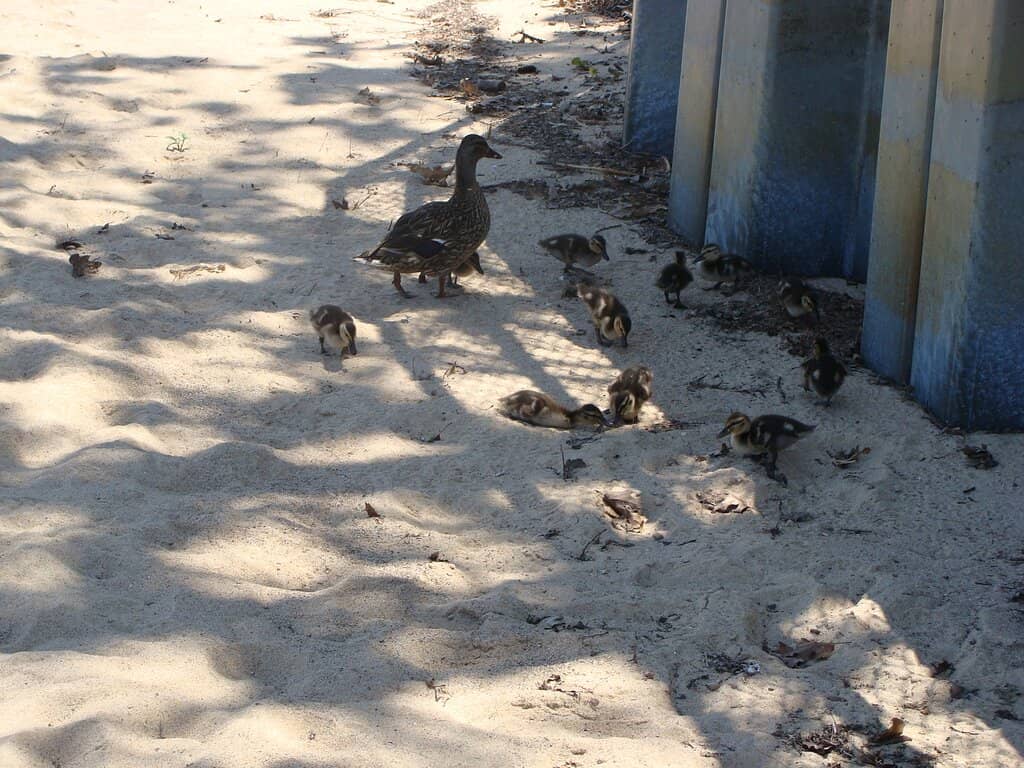 Playground Fun