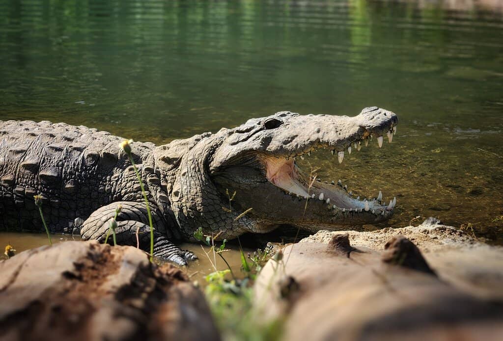 Reptile House