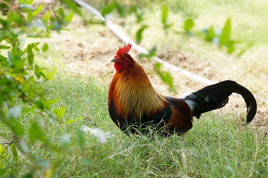 Aviary Walkthrough