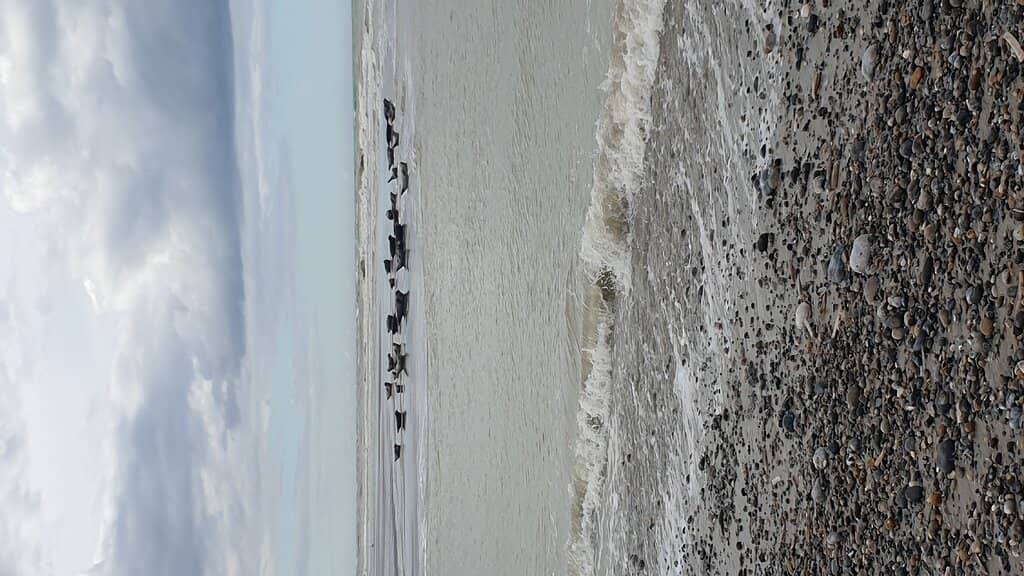 Pebble Beach Walk