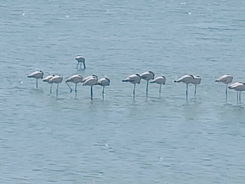 Purple Heron Family