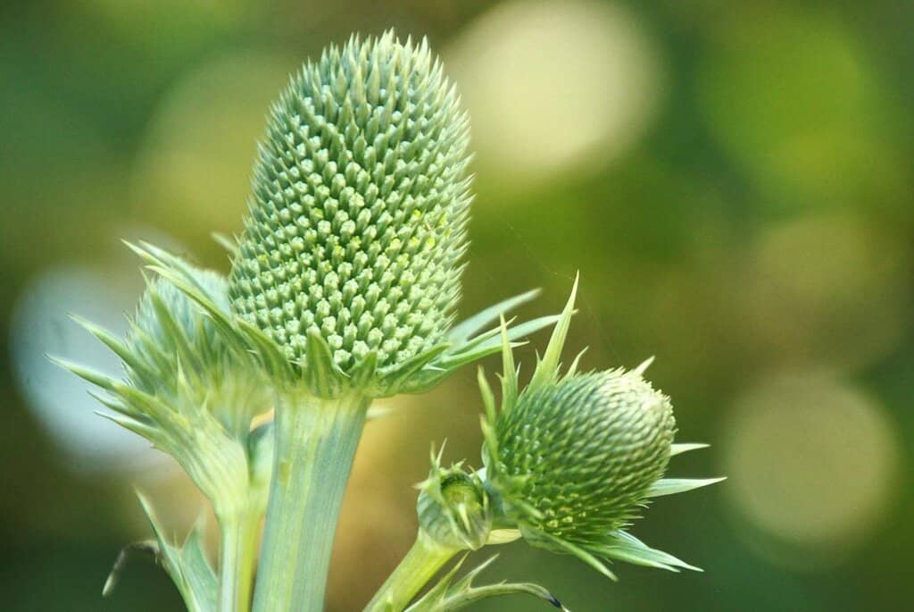 Seasonal Blooms
