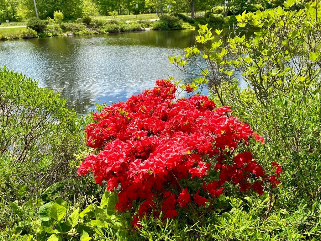 Japanese Zen Garden Design