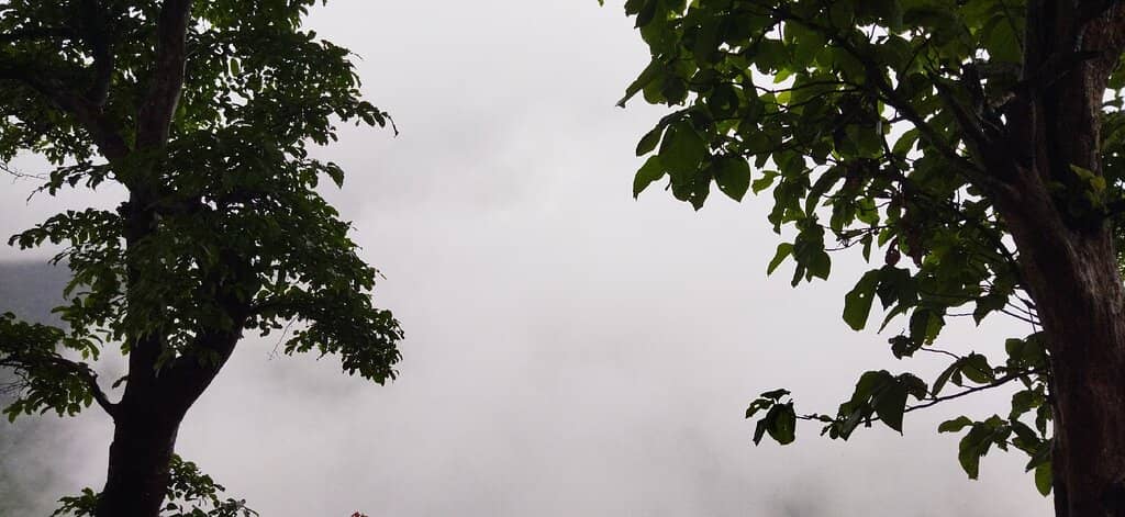 Tranquil Greenery