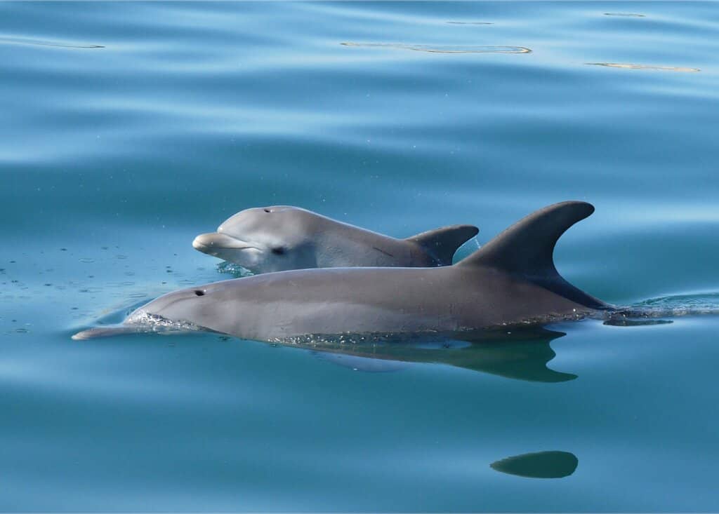 Rehabilitated Marine Life