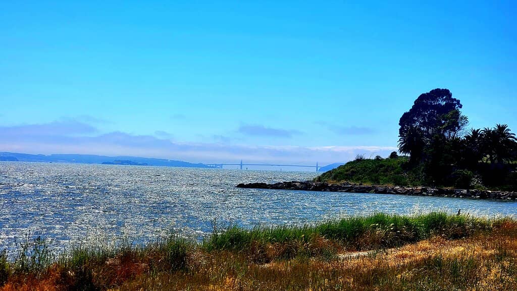 Beachcombing and Dog-Friendly Trails